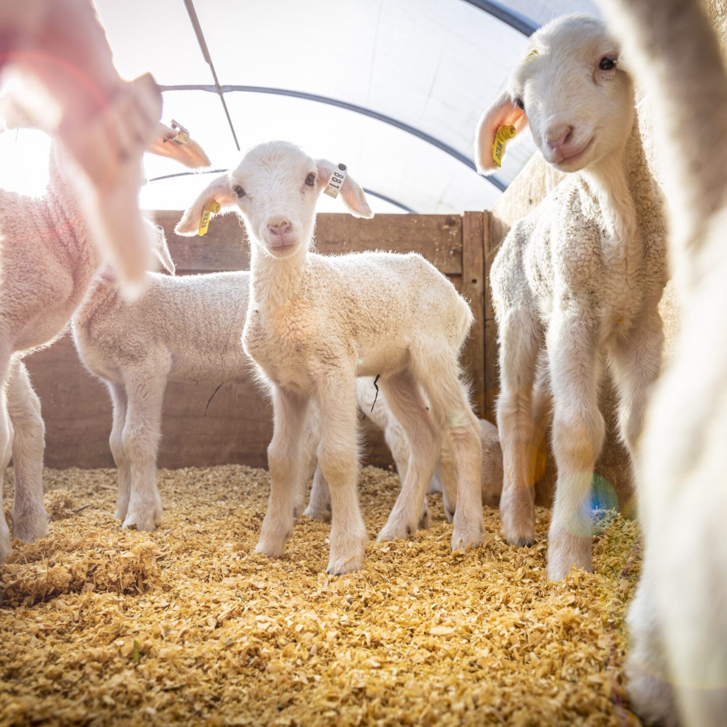 FMG-MauiMilk-2020-282